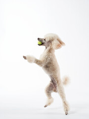 Funny active dog jumping with ball. happy white small poodle 
