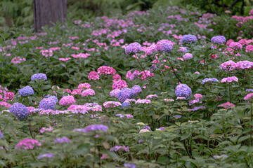 京都府　-　【三室戸寺（みむろとじ）のあじさい】