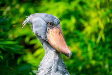 Shoebill - funny stork in the greenery © pyty