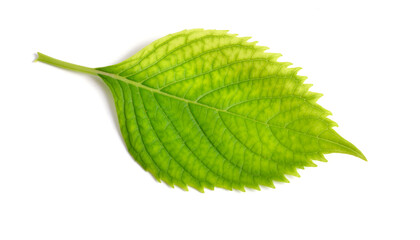 Obraz premium Leawes hydrangea or hortensia with chlorosis. Isolated on white background
