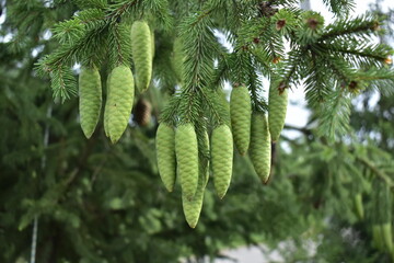 Young green cones on the spruce