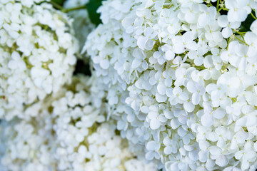 White hydrangea flowers in the garden close up. Beautiful summer flowers background