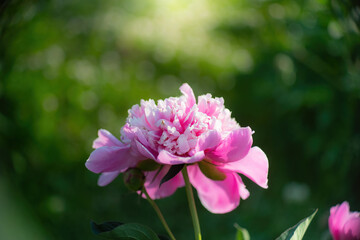 Pink peony flower close up