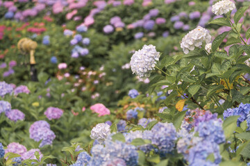 京都府　-　【三室戸寺（みむろとじ）のあじさい】