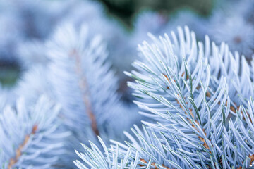 Naklejka na ściany i meble Branches of a beautiful blue spruce or pine close-up, beautiful winter background with copy space for text