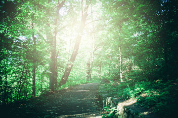 Path to the forest