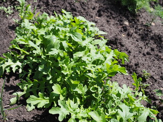 Arugula plant growing in organic vegetable garden.