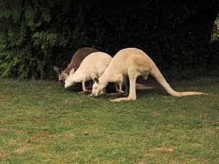 Closeup shot of Macropuses in a zoo © Peter Dyer/Wirestock