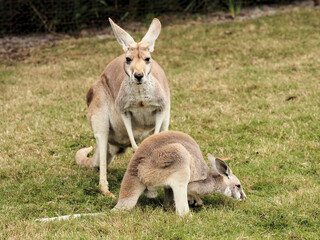 Closeup shot of Macropuses in a zoo © Peter Dyer/Wirestock