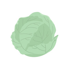 Cute cabbage isolated on white. Vegetable Ingredient for food.