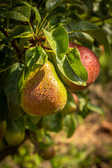 Red Pears hanging in a tree