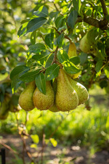 Green pears hanging in tree 