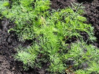 Organically grown dill in the soil. Organic farming in rural area.