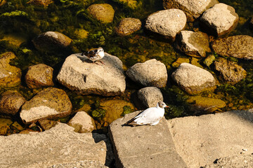gulls on the rocks
