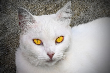 chat