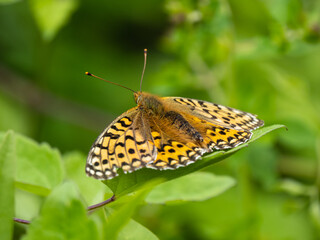 Dark Green Fritillary Resting on a Leaf