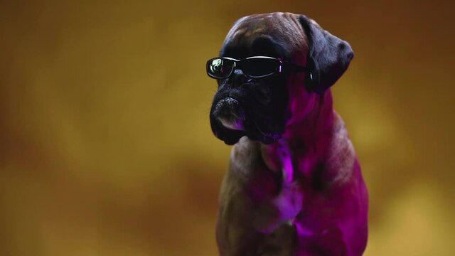 Funny boxer dog wearing sunglasses licking its lips.