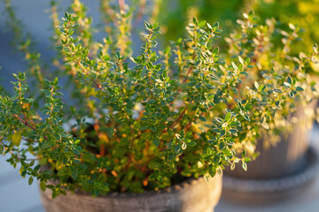 Fototapeta na wymiar thyme and lemon balm (melissa) herb in flowerpot on balcony, urban container garden concept