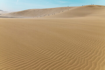 Fototapeta na wymiar Beautiful landscape Tottori Sand Dunes (Tottori Sakyu), located near the city of Tottori in Tottori Prefecture, in sunny day with blue sky. There are beautiful ripple marks in image