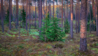 Young spruce trees in a pine summer northern forest