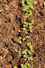 fresh green young shoots of the radish plant in the soil chernozem