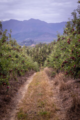 Apple Orchards Capetown, South Africa