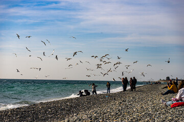 seagulls on the beach