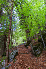 Spring in the woods of Val Masino, in the Italian Alps, near the town of San Martino, Lombardy, Italy - May 2021.