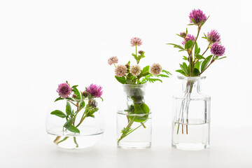 summer wild medical flowers and herbs in glass jars. alternative medicine