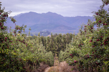 Apple Orchards Capetown, South Africa