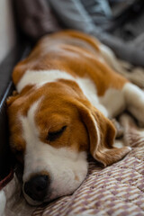 beagle puppy sleeping