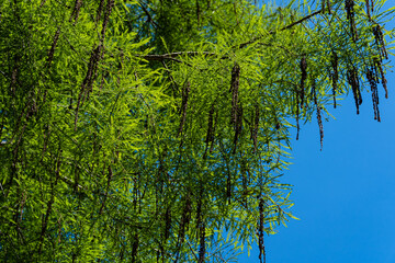 Taxodium mucronatum (Taxodium Huegelii Lawson), commonly known as Montezuma bald cypress in Adler Arboretum 