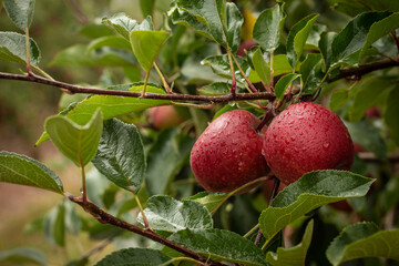 Red Apples hanging in tree
