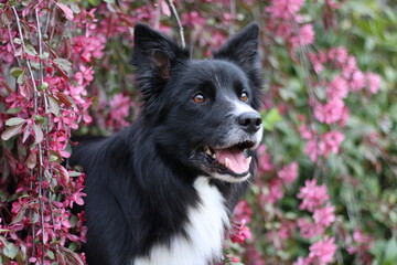 Border Collie