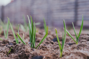 Green sprouts of garlic grow in a garden bed. Winter garlic on the ground covered with mulch