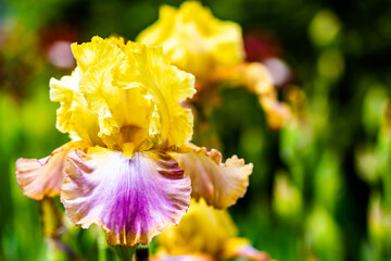 Iris jaune en gros plan 