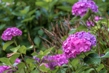 京都府　-　【三室戸寺（みむろとじ）のあじさい】