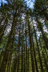 Spring in the woods of Val Masino, in the Italian Alps, near the town of San Martino, Lombardy, Italy - May 2021.