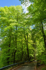 Fototapeta premium Spring in the woods of Val Masino, in the Italian Alps, near the town of San Martino, Lombardy, Italy - May 2021.