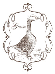 rustic goose is a beautiful gray-white beautiful with red paws