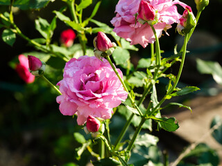 Pink rose blooming in the garden