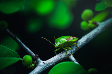 Green Stink Bug waiting for the mate encountered this on a spiky plant with a super camouflage state.