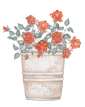 Watercolor pot with orange roses.