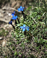 Carpathian flower. A flower found in the tops of the Carpathian mountains.