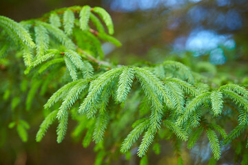 Detail of fir branches at blurred background. branch, macro