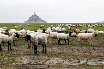 Obraz premium Mont Saint-Michel, in Normandy