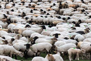 flock of sheep close up