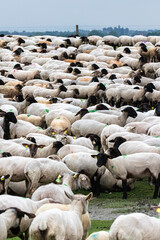 Fototapeta premium flock of sheep close up