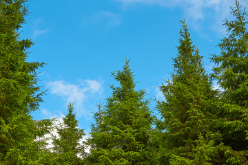Conifers against cloudy blue sky background