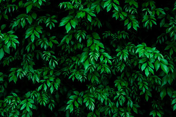 Panele Szklane  zielony liść natura w lesie, tonacja czerni i zieleni.